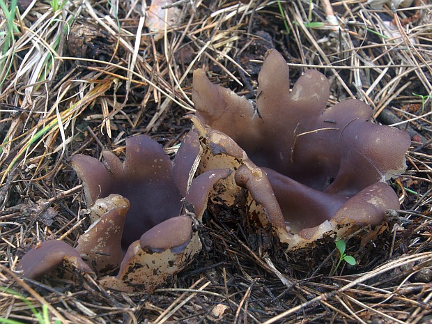 tulipánovka fialová Sarcosphaera coronaria (Jacq.) J. Schröt.