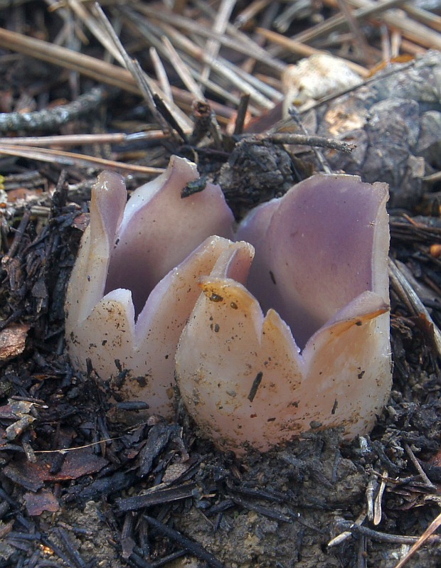 tulipánovka fialová Sarcosphaera coronaria (Jacq.) J. Schröt.