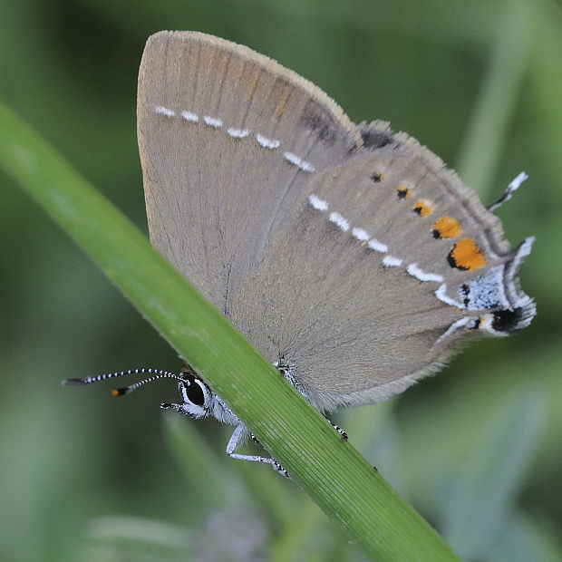 ostrôžkár trnkový Satyrium spini