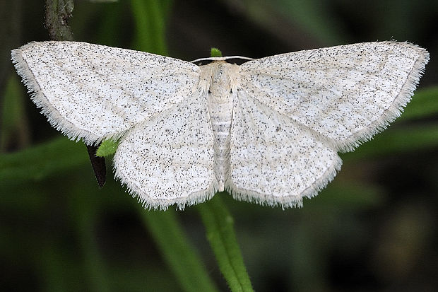 piadica marinková Scopula floslactata