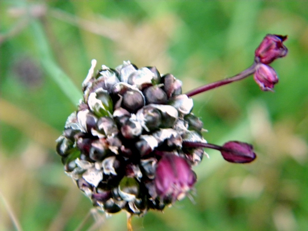 cesnak orešcový Allium scorodoprasum L.