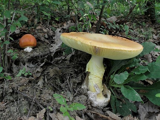 muchotrávka cisárska Amanita caesarea (Scop.) Pers.