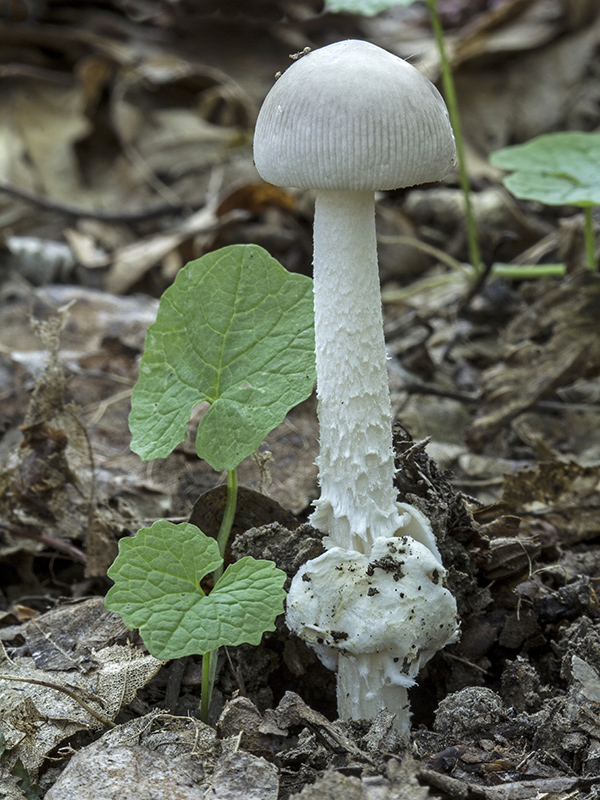 muchotrávka pošvatá biela Amanita vaginata var. alba Gillet