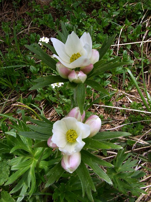 veternica narcisokvetá Anemone narcissiflora L.