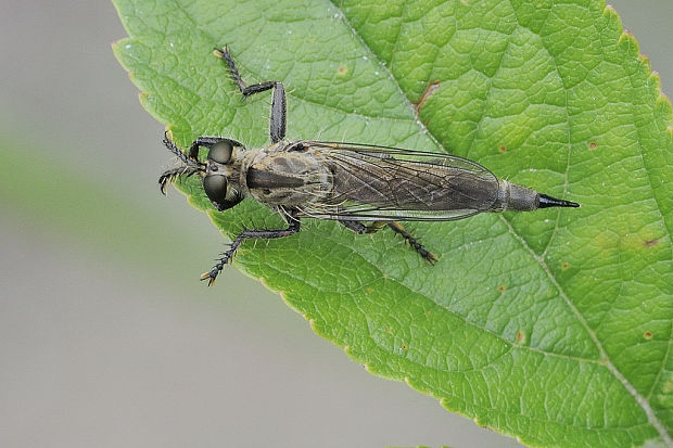 muchárka Asilidae