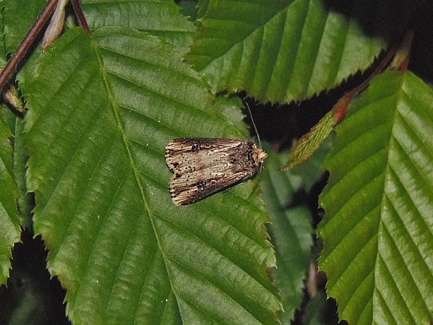 sivkavec skorocelový Axylia putris Linnaeus, 1761