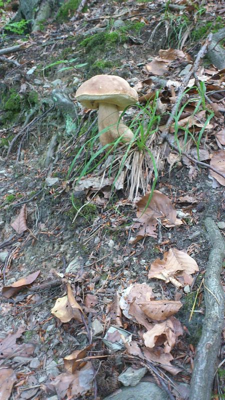 hríb dubový Boletus reticulatus Schaeff.