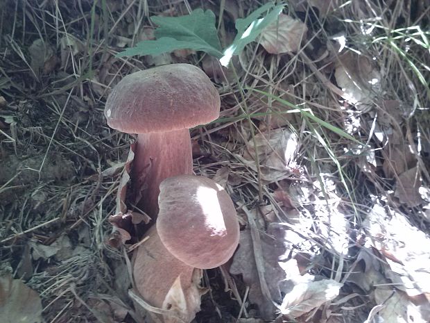 hríb dubový Boletus reticulatus Schaeff.