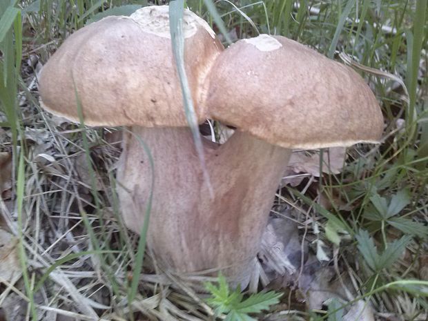 hríb dubový Boletus reticulatus Schaeff.