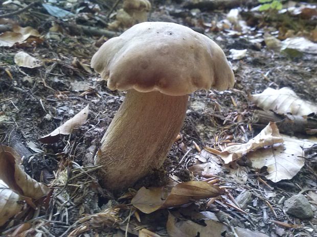 hríb dubový Boletus reticulatus Schaeff.