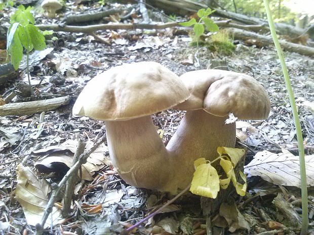 hríb dubový Boletus reticulatus Schaeff.