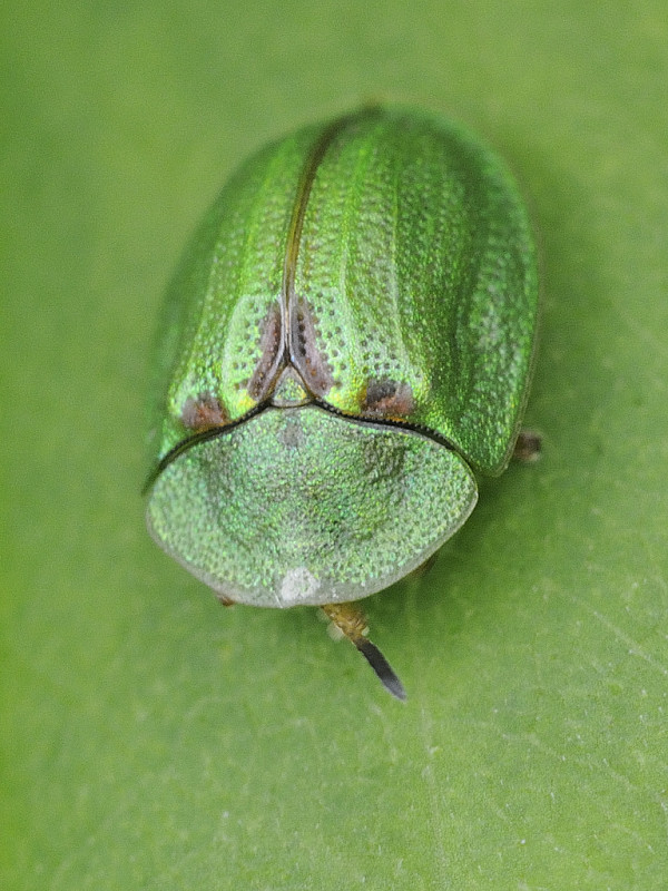 štítnatec  Cassida stigmatica