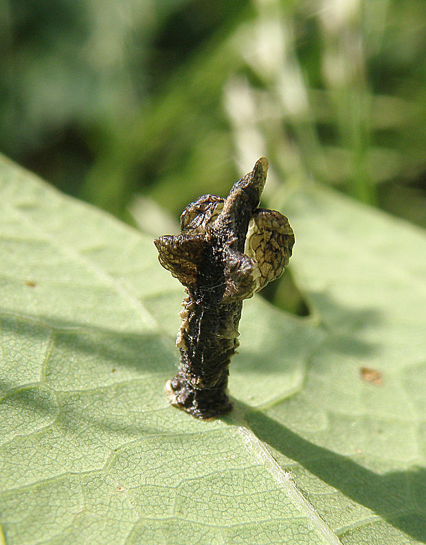 rúrkovček dubinový / pouzdrovníček Coleophora currucipennella  Zeller, 1839