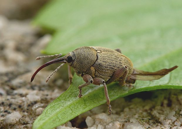 . Curculio nucum