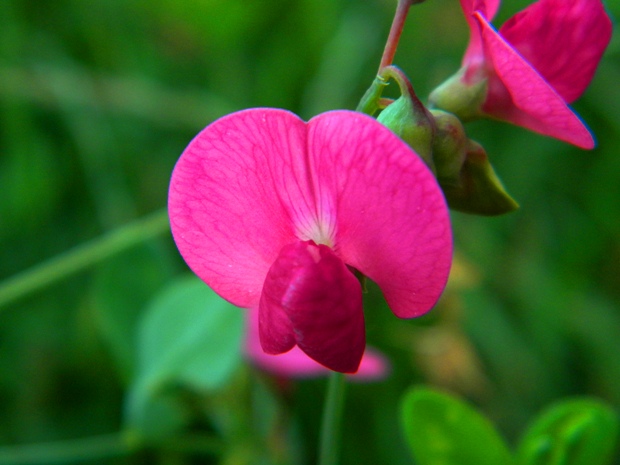 hrachor hľuznatý Lathyrus tuberosus L.