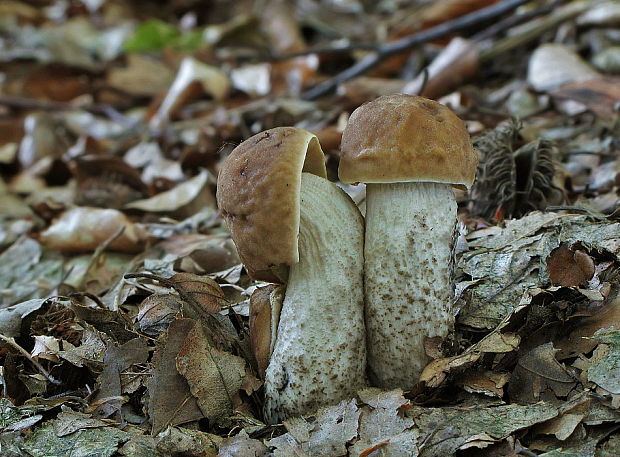 kozák hrabový Leccinum pseudoscabrum (Kallenb.) Šutara