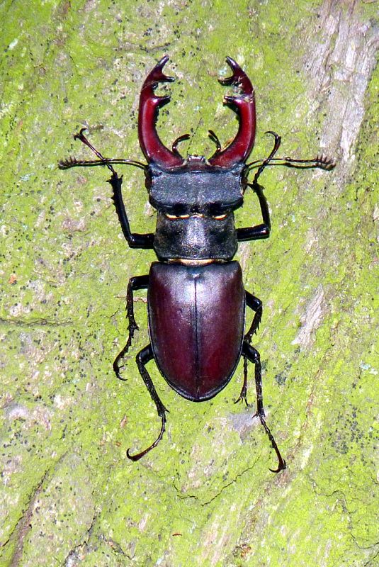 roháč obyčajný Lucanus cervus