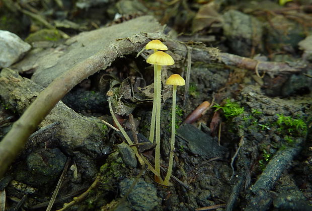 prilbička Mycena acicula?