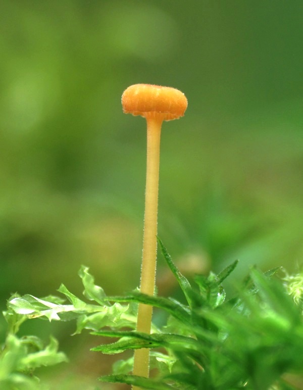 prilbička ihličková Mycena acicula (Schaeff.) P. Kumm.