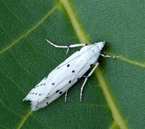 vijačka štetková Myelois circumvoluta