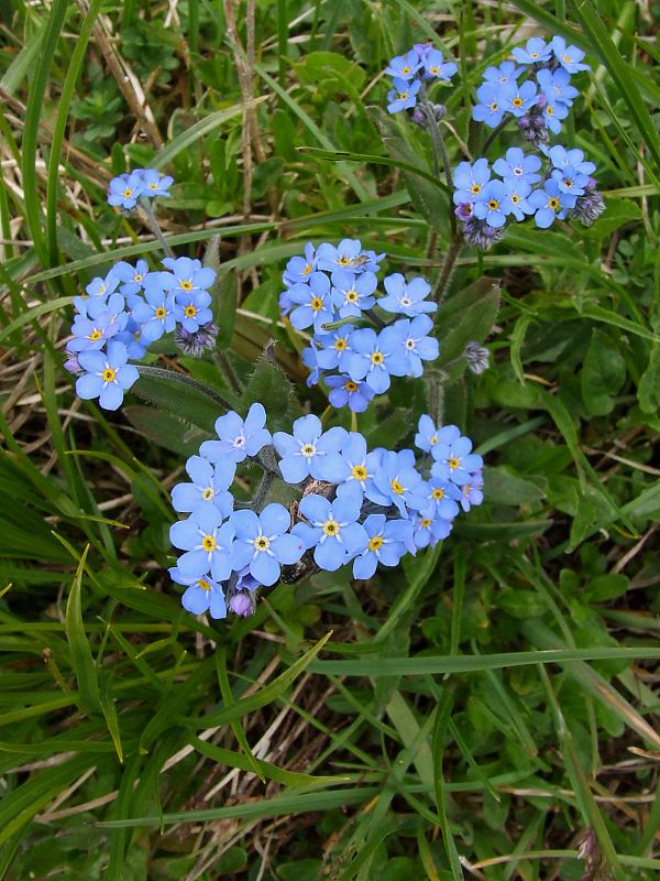 nezábudka alpínska Myosotis alpestris  F. W. Schmidt