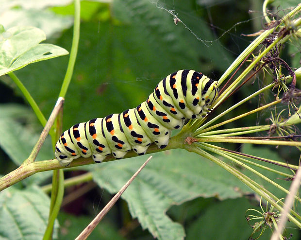 vidlochvost feniklový / otakárek fenyklový Papilio machaon Linnaeus, 1758