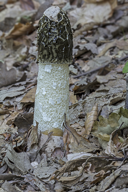 hadovka smradľavá Phallus impudicus L.