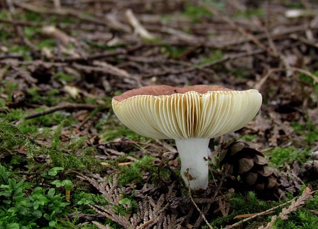 plávka Russula sp.