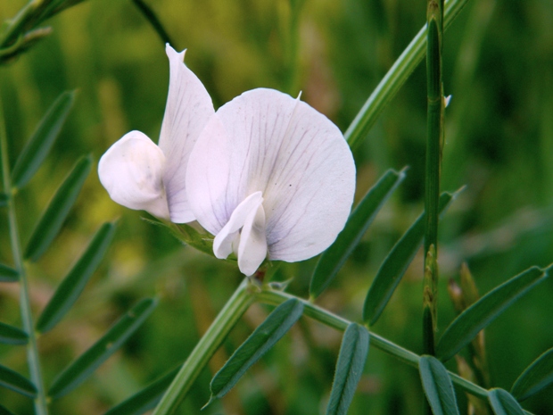 vika veľkokvetá Vicia grandiflora Scop.