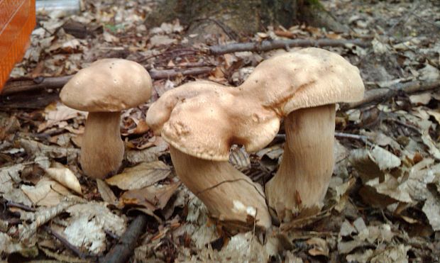 hríb dubový Boletus reticulatus Schaeff. ex Boud.