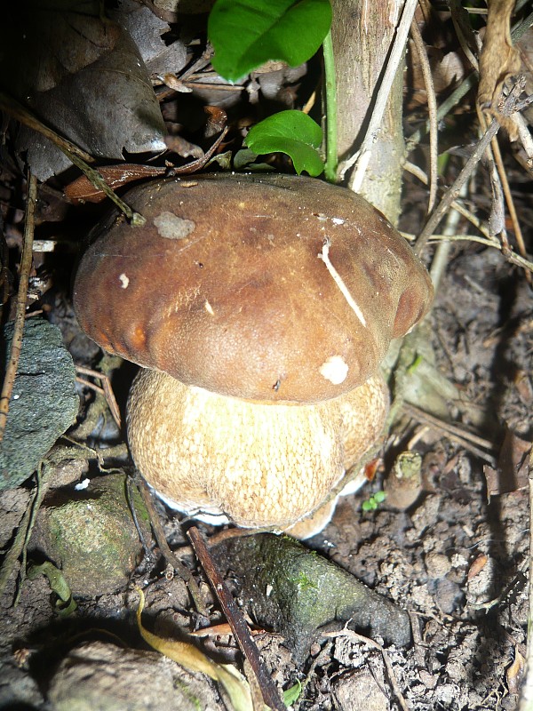 hríb dubový Boletus reticulatus Schaeff.