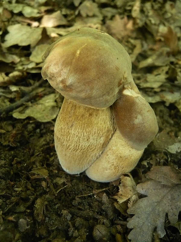 hríb dubový Boletus reticulatus Schaeff.