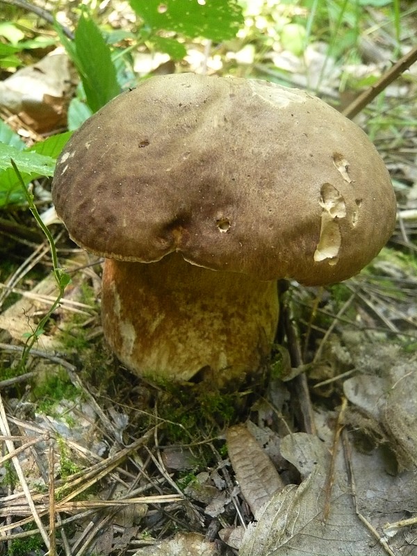 hríb dubový Boletus reticulatus Schaeff.