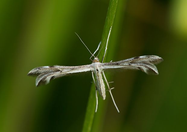 pierkavec pichliačový Calyciphora nephelodactyla