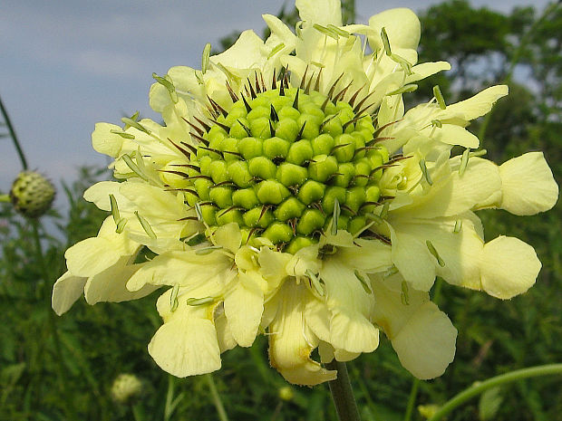 hlavinka obrovská Cephalaria gigantea (Ledeb.) Bobrov