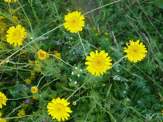 rumanovec farbiarsky Cota tinctoria (L.) Gay