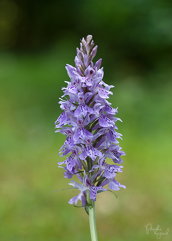 vstavačovec fuchsov pravý Dactylorhiza fuchsii subsp. fuchsii (Druce) Soó