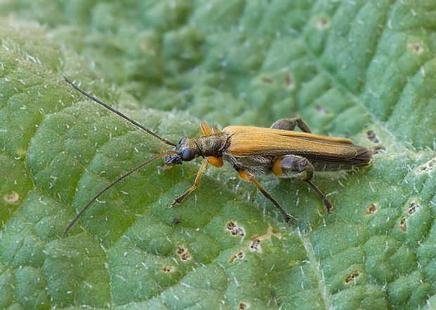 stehnáč Oedemera podagrariae