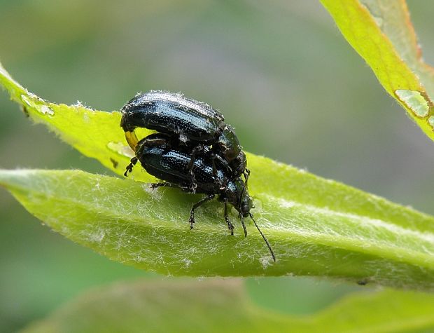 liskavka / mandelinka Phratora vulgatissima Linnaeus, 1758