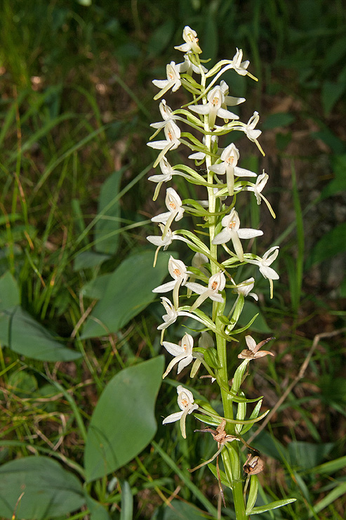 vemenník dvojlistý Platanthera bifolia (L.) Rich.