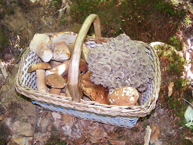 trúdnik klobúčkatý Polyporus umbellatus (Pers.) Fr.