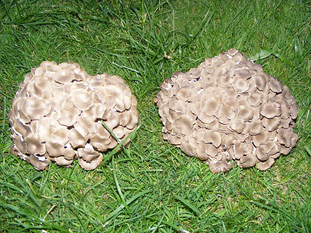 trúdnik klobúčkatý Polyporus umbellatus (Pers.) Fr.