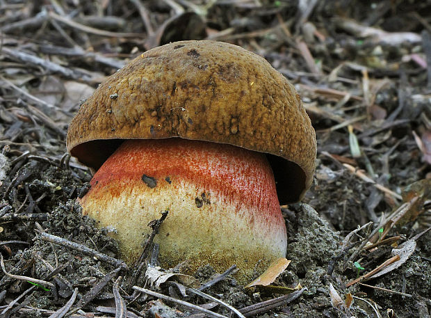 hríb zrnitohlúbikový Sutorius luridiformis (Rostk.) G. Wu & Zhu L. Yang