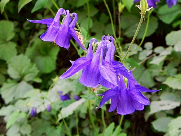 orlíček obyčajný Aquilegia vulgaris L.