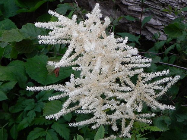 udatník lesný Aruncus vulgaris Raf.