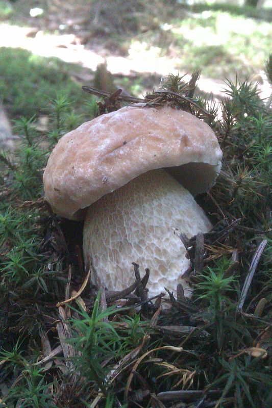 hríb smrekový Boletus edulis Bull.