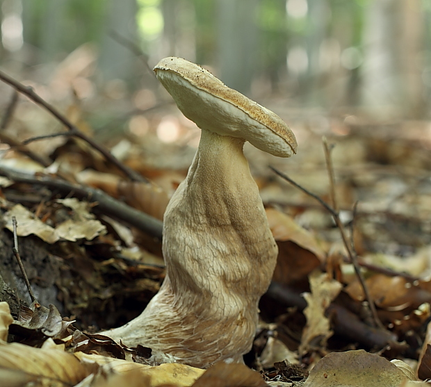 hríb dubový Boletus reticulatus Schaeff.