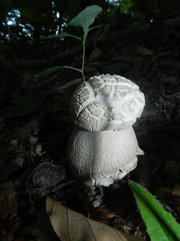 hríb dubový Boletus reticulatus Schaeff.