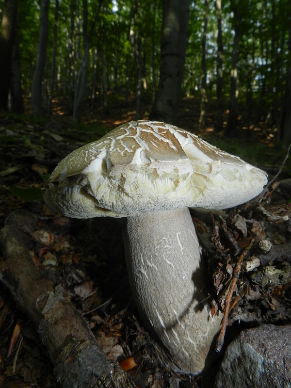 hríb dubový Boletus reticulatus Schaeff.