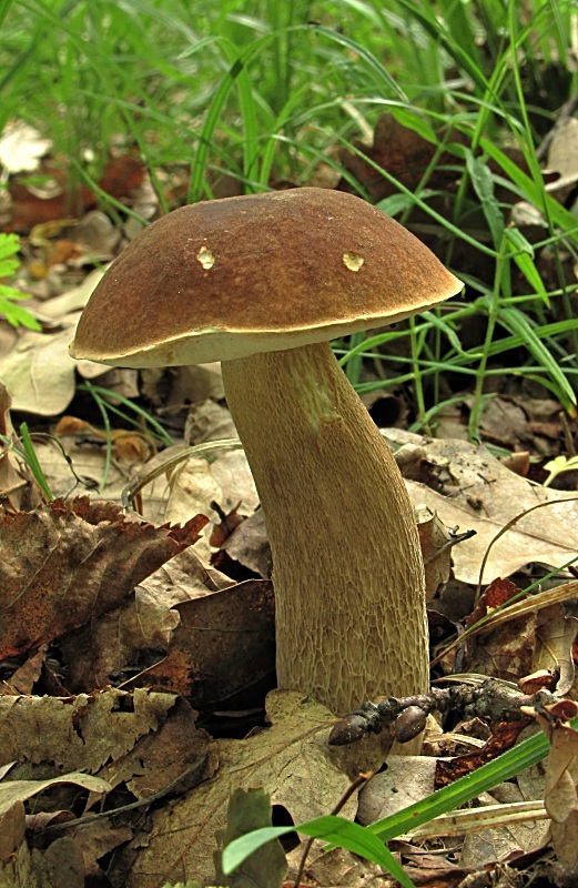 hríb dubový-hřib dubový Boletus reticulatus Schaeff.